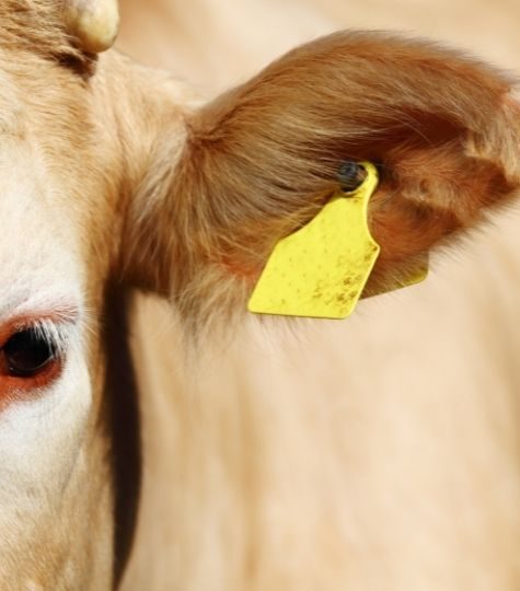 MSA group proveedor de TPU